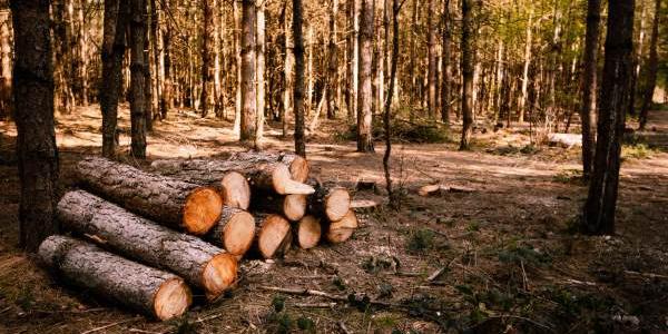España lucha contra los productos que causen deforestación
