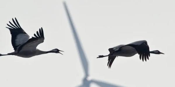 Miteco busca la protección de las aves frente a la producción de energía eólica
