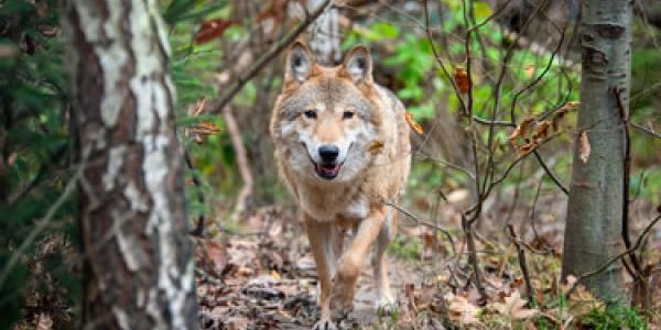Un descubrimiento de un lobo momificado