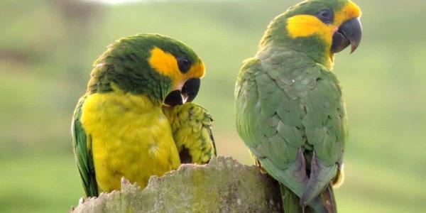 Extinción en varias especies de loros
