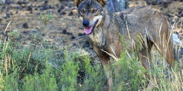 Luz verde a la caza del lobo ibérico tras tres años prohibida al norte del Duero
