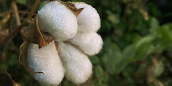 Algodón regenerativo para las prendas de Mango