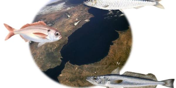 Conectividad y límites poblacionales de especies marinas en el mar de Alborán