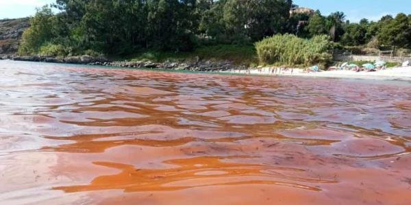 Empresas para tratar las mareas rojas