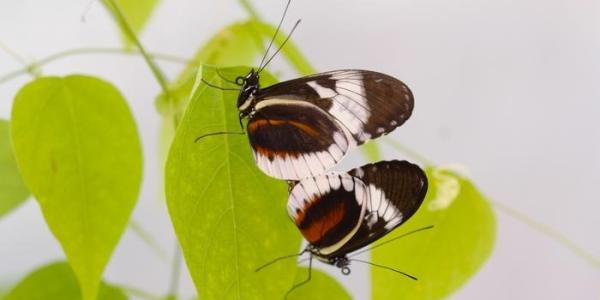Mariposas blancas 'Heliconius cydno alithea' apareándose en una enredadera de pasionaria