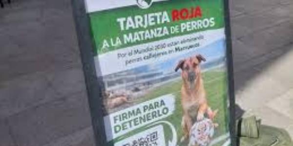 Cartel del PACMA en contra de la matanza de perros en Marruecos de cara al Mundial 2030