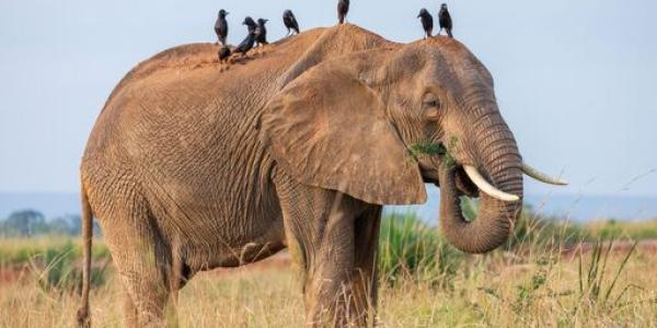 Liderazgo animal en la naturaleza