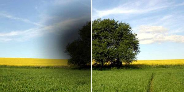 Imagen de un árbol en dos versiones: con y sin neuropatía óptica de Leber / Imagen de ASANOL