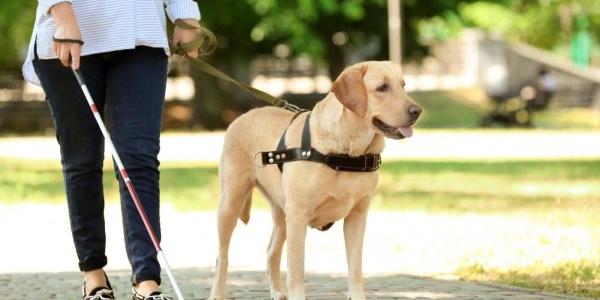 Una mujer camina por la calle con su perro guía 