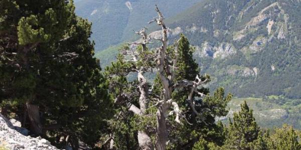 Un ejemplar de 400 años de pino negro en los Pirineos muestra las consecuencias de las elevadas temperaturas 