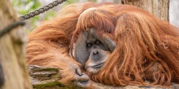 Los orangutanes duermen la siesta