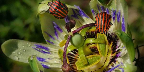 Las orugas bebés se protegen de las hormigas
