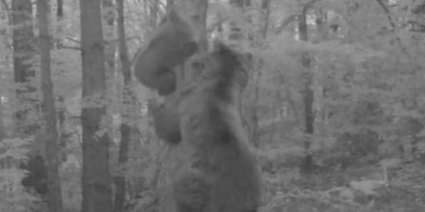 La madre y la cría de oso pardo capturadas por una cámara