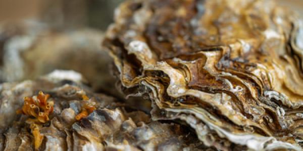 Las ostras y su relación con el calentamiento global