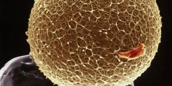 La creación de óvulos humanos a través de la piel, una gran avance científico