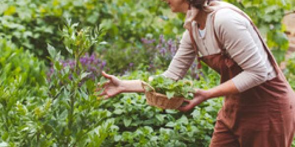 El lemonading y jardinería 