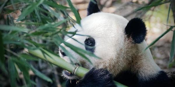 Pandas comiendo bambú