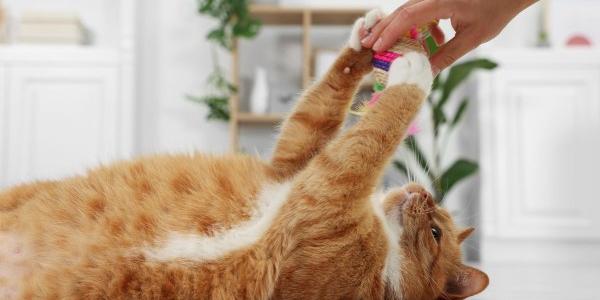 Los gatos necesitan jugar por su salud