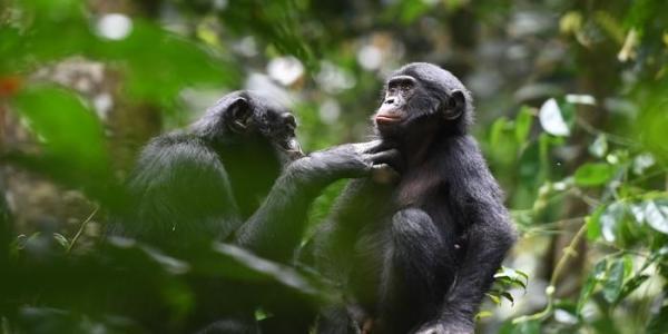 Una pareja de bonobos