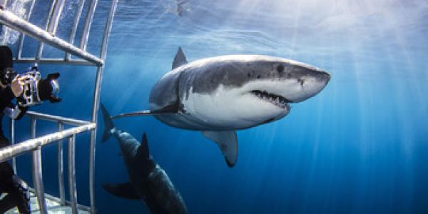 Las pelis sobre el mar aterran en nuestras vidas