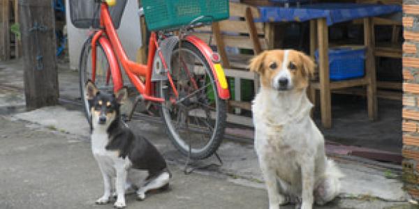 Así es la realidad de los perros en Bangkok