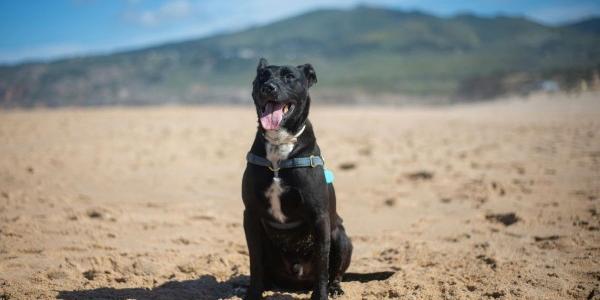 Kiwoko lanza una guía con planes seguros para las mascotas en verano