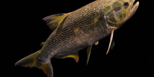 Peces migratorios: Dorado o 'Salminus brasliiensis'