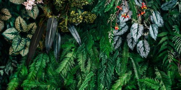 Los beneficios de las plantas para el planeta