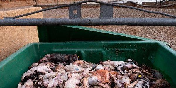 La producción porcina en España se va de las manos