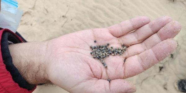 Recogida de plomo en el Cerro de los Ánsares, en Doñana (Huelva)