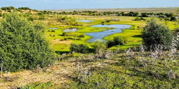Reserva Natural Concertada Dehesa de Abajo, en Doñana (Sevilla) 
