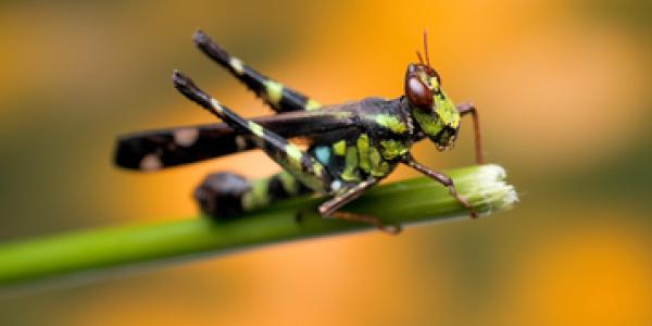 Consumo de proteína de insectos
