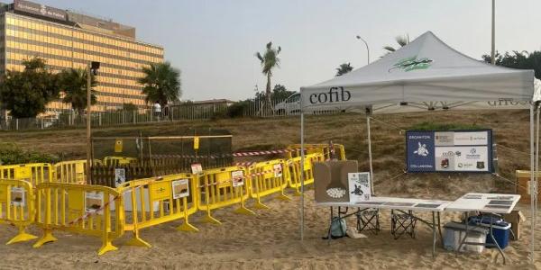 Voluntariado para vigilancia del nido de tortuga marina