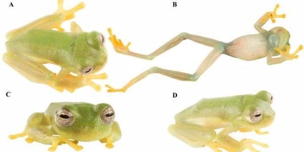 Holotipo vivo de la rana de cristal 'Nymphargus dajomesae sp'