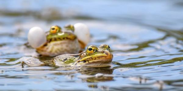Ranas en un estanque