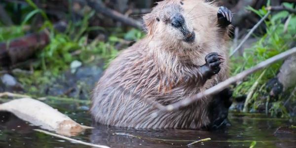 El castor europeo