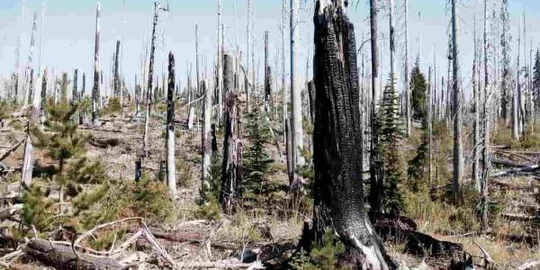 Restauración de los bosques con WebGIS