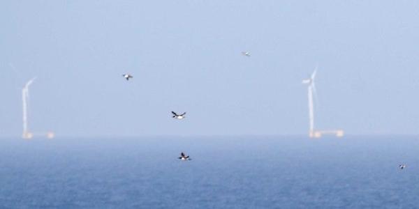 Grupo de araos en vuelo frente a un parque eólico flotante en aguas de Escocia