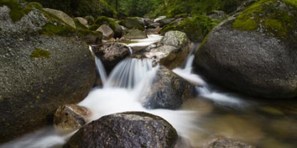 La materia orgánica ensucia los ríos y arroyos