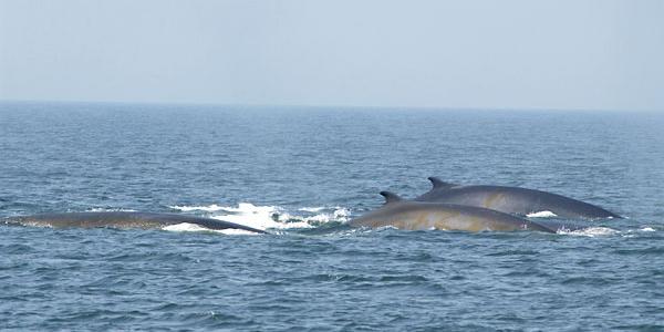 Ver rorcuales desde la costa española