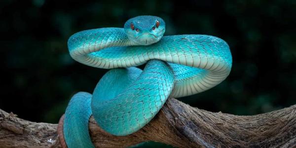 Aumenta el tráfico de las serpientes venenosas azules