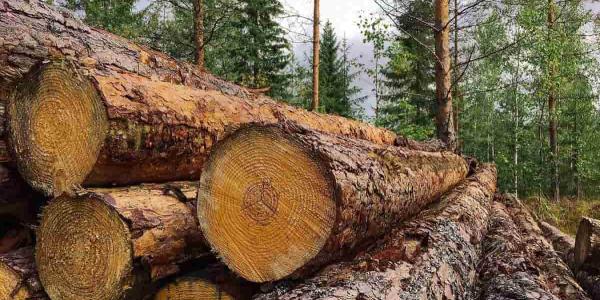 La temperatura global y los residuos de madera