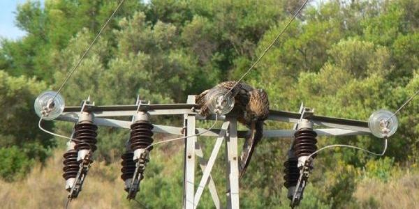 Ave fallecida por colisión con tendidos eléctricos