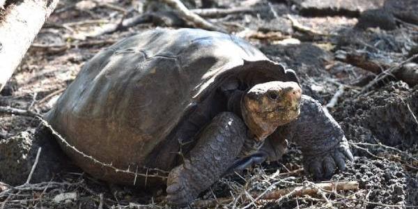La especie de tortuga gigante que se creía extinta