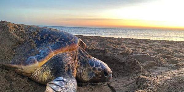 Tortugas marinas 