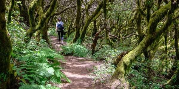 Un bosque tranquilo, un turismo sostenible cuida estos entornos