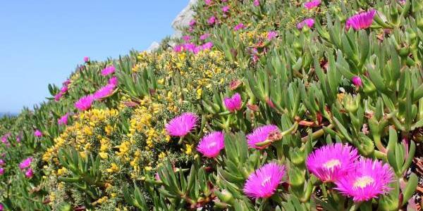 Una gran mata rastrera de uña de gato con flores púrpura en una playa invadida de Galicia