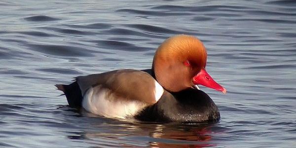 Pato colorado, emblema de este congreso de ornitología