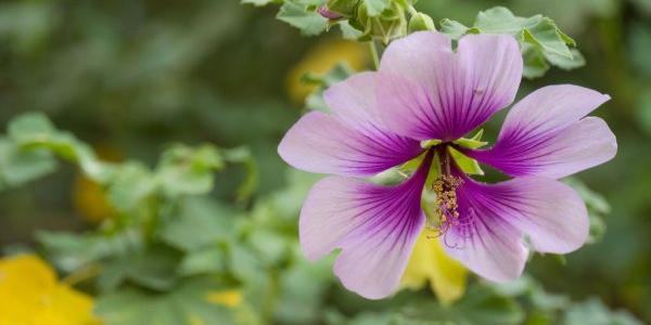 Vegetación urbana seleccionada para enfriar ciudades
