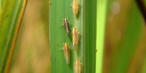 Hoja afectada por el virus del arroz